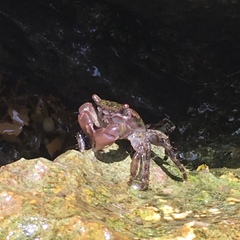 Pachygrapsus