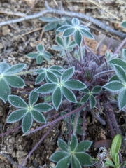 Lupinus huachucanus