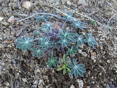 Lupinus huachucanus