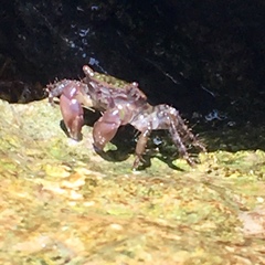 Pachygrapsus