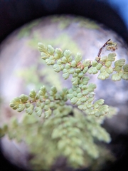 Myriopteris fendleri