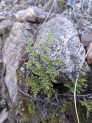 Myriopteris fendleri