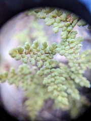 Myriopteris fendleri