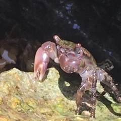 Pachygrapsus