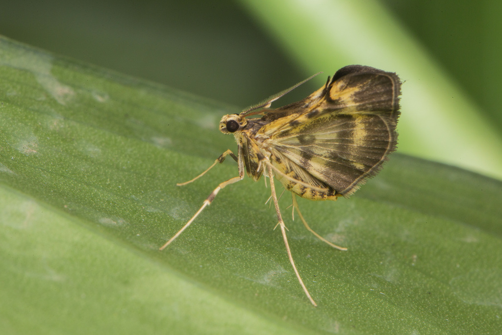 Erinothus