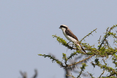 Lanius excubitoroides