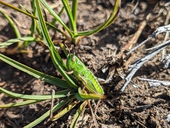 Kosciuscola tasmanicus