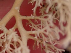 Opegrapha sphaerophoricola