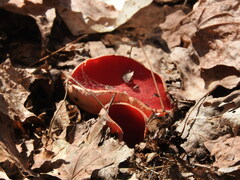 Sarcoscypha austriaca