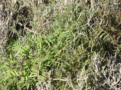 Vicia villosa