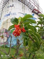 Iochroma fuchsioides