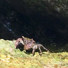 Pachygrapsus