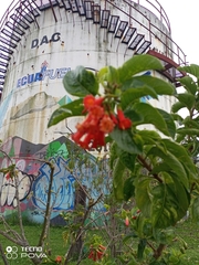 Iochroma fuchsioides