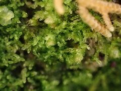 Cephalozia bicuspidata