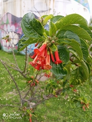 Iochroma fuchsioides