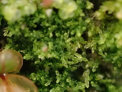 Cephalozia bicuspidata