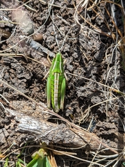 Kosciuscola tasmanicus