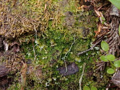 Cephalozia bicuspidata