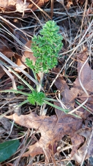 Daucus carota