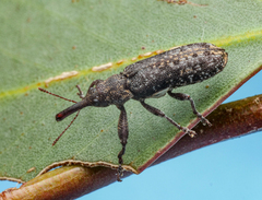 Isacantha