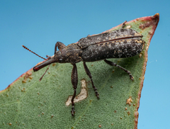 Isacantha