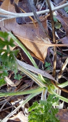 Daucus carota