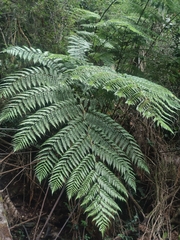 Lophosoria quadripinnata
