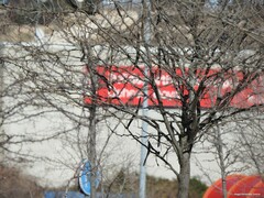 Gleditsia triacanthos