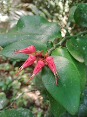 Euphorbia tithymaloides