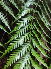 Lophosoria quadripinnata