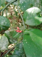 Euphorbia tithymaloides