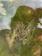 Anemonia viridis