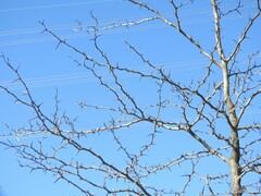 Gleditsia triacanthos