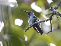 Chrysuronia oenone