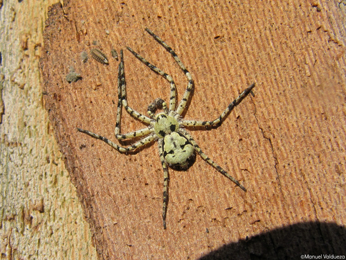 Lichen Running Spider
