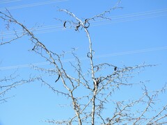 Gleditsia triacanthos