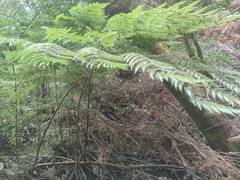 Lophosoria quadripinnata