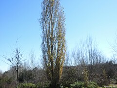 Populus nigra