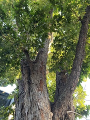 Swietenia macrophylla