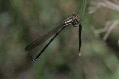 Argia joergenseni