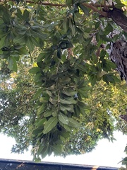 Swietenia macrophylla