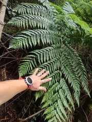 Lophosoria quadripinnata
