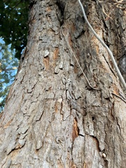 Swietenia macrophylla