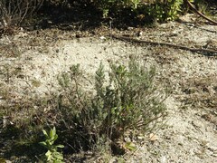 Lavandula pedunculata