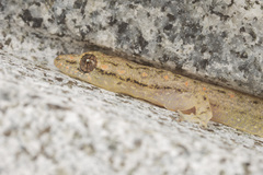 Hemiphyllodactylus typus