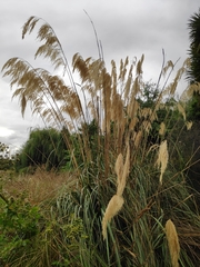 Austroderia richardii