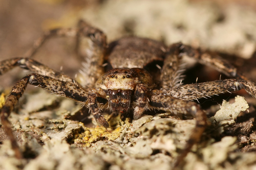 Lichen Running Spider