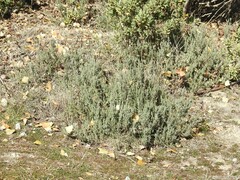 Lavandula pedunculata