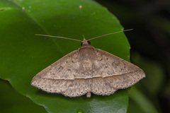 Hypospila creberrima