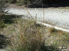 Celtica gigantea